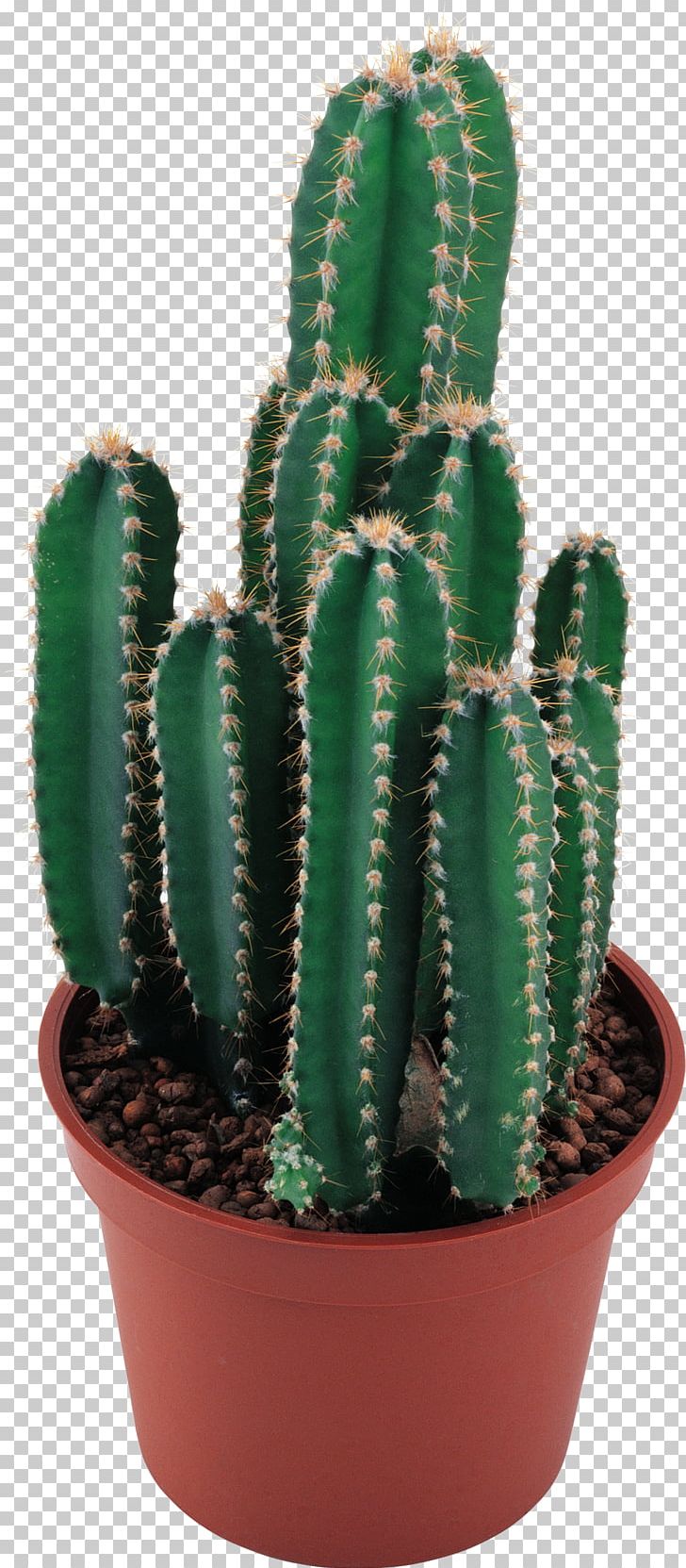 Cactaceae PNG, Clipart, Acanthocereus Tetragonus, Cactus, Caryophyllales, Computer Icons, Echinocereus Free PNG Download