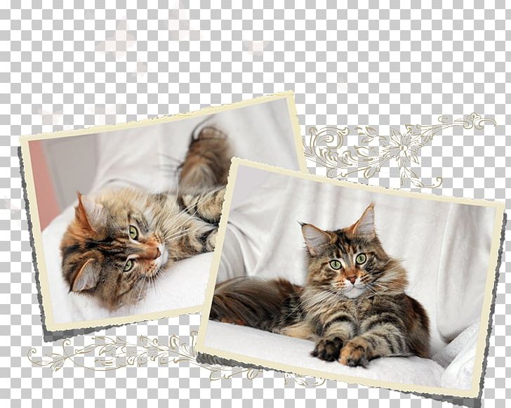 Kitten Maine Coon Norwegian Forest Cat Domestic Short Haired Cat