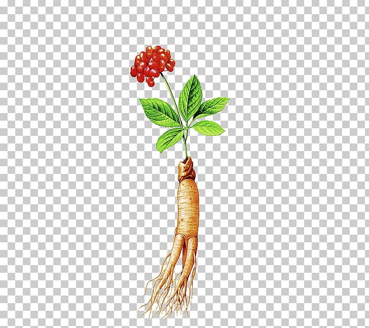 Samgye-tang Korean Cuisine Chinese Herbology American Ginseng Traditional Chinese Medicine PNG, Clipart, American Ginseng, Asian Ginseng, Dietary Supplement, Drug, Flower Free PNG Download