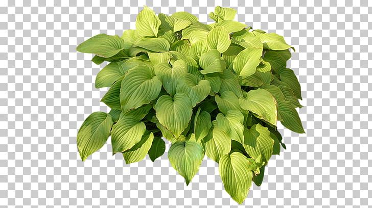 Tree Plant Shrub Architecture Rendering PNG, Clipart, Animated Film, Architecture, Basil, Flora, Green Free PNG Download