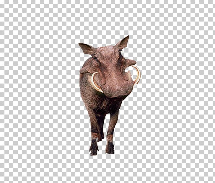 Wild Boar Common Warthog Longman Dictionary Of Contemporary English PNG, Clipart, Animal, Animals, Biological, Boar, Domestic Pig Free PNG Download