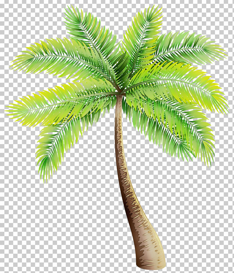 Palm Trees PNG, Clipart, Arecales, Asian Palmyra Palm, Borassus, Coconut, Frond Free PNG Download