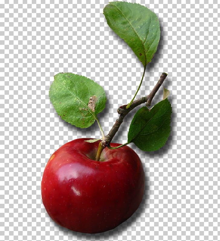 Apple Food Color PNG, Clipart, Acerola, Acerola Family, Apple, Cherry, Color Free PNG Download
