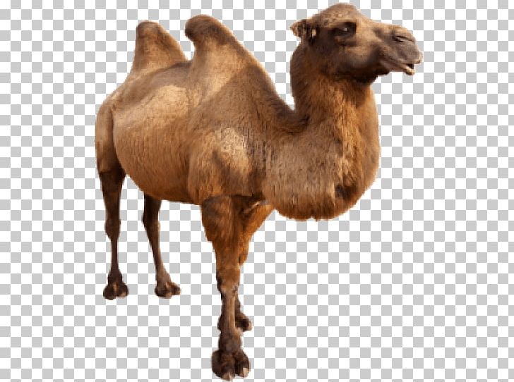 Dromedary Bactrian Camel Zwierzaki Swiata Camel Face PNG, Clipart, Animal, Arabian Camel, Bactrian Camel, Camel, Camel Face Free PNG Download
