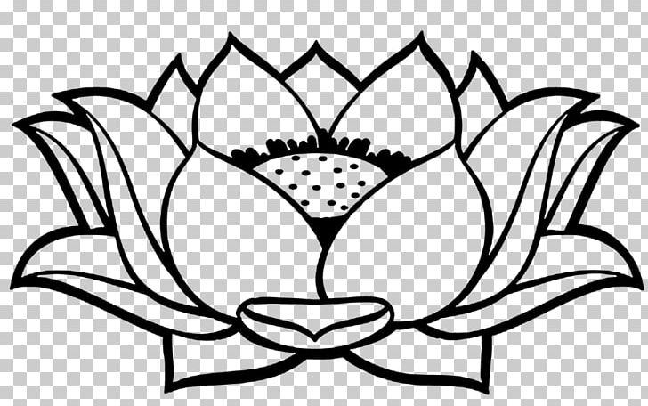 Nelumbo Nucifera Drawing PNG, Clipart, Aquatic Plants, Artwork, Black, Black And White, Branch Free PNG Download