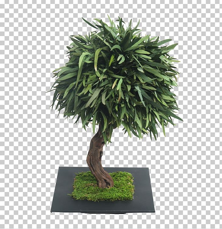 Bonsai Raintree Olive Podocarpus Macrophyllus PNG, Clipart, Arabian Jasmine, Benih, Bonsai, Empress Tree, Evergreen Free PNG Download