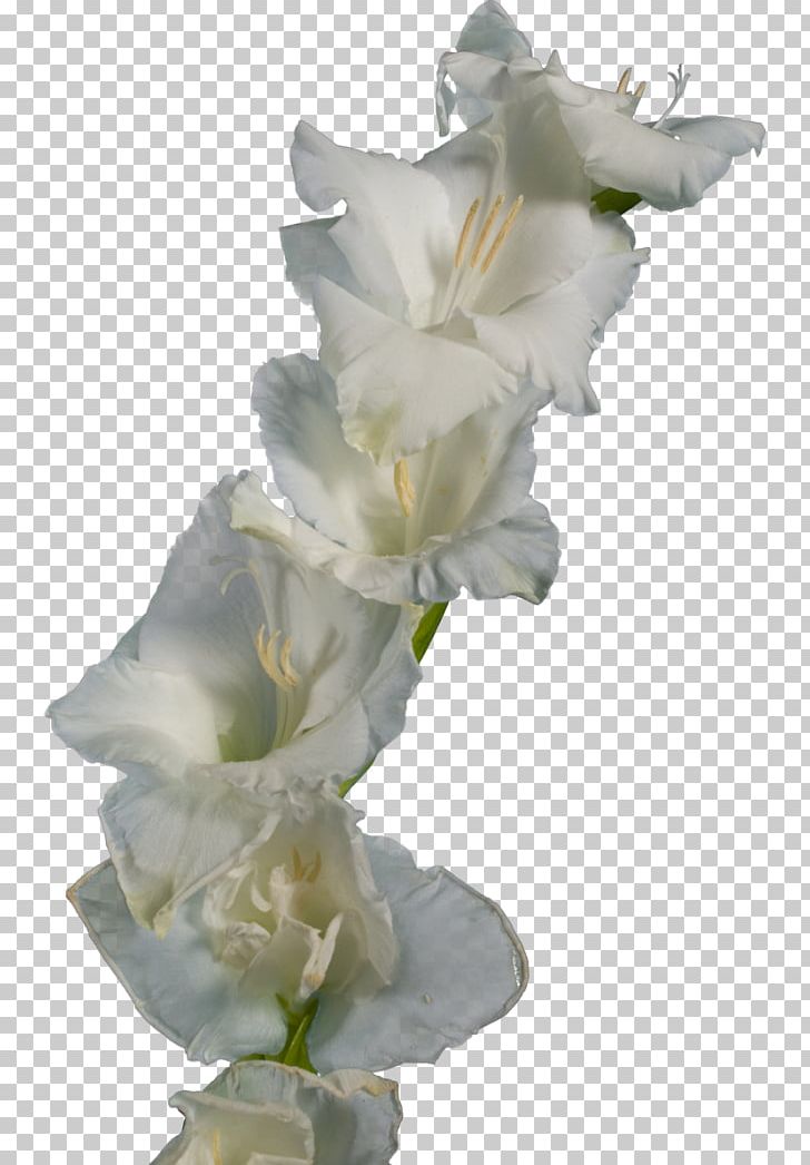 Gladiolus Cut Flowers Iridaceae PNG, Clipart, Bulb, Cut Flowers, Flower, Flower Bouquet, Flowering Plant Free PNG Download