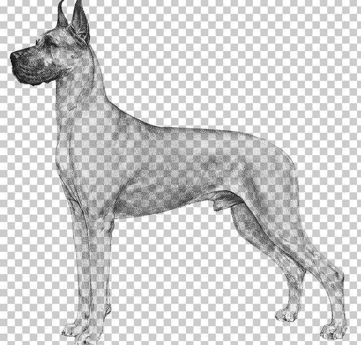 Great Dane Puppy St. Bernard Greyhound Newfoundland Dog PNG, Clipart, American Kennel Club, Ancient Dog Breeds, Animals, Black And White, Breed Free PNG Download