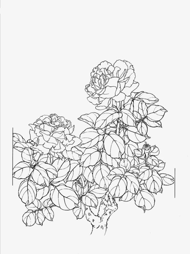 Peony Flower Line Drawing PNG, Clipart, Artwork, Chinese, Chinese Style, Drawing Clipart, Flower Clipart Free PNG Download