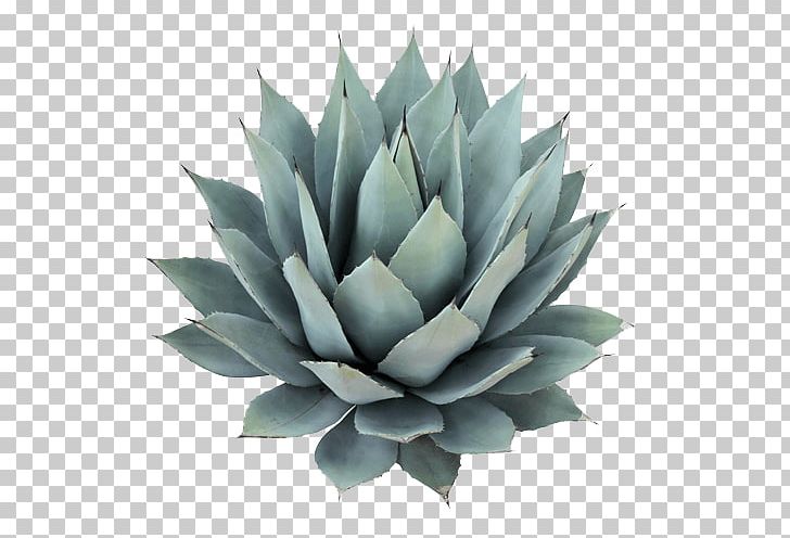 Agave Azul Agave Nectar Cactaceae Tequila Agave Salmiana PNG, Clipart, Agave, Agave Azul, Agave Nectar, Agave Salmiana, Aloe Free PNG Download