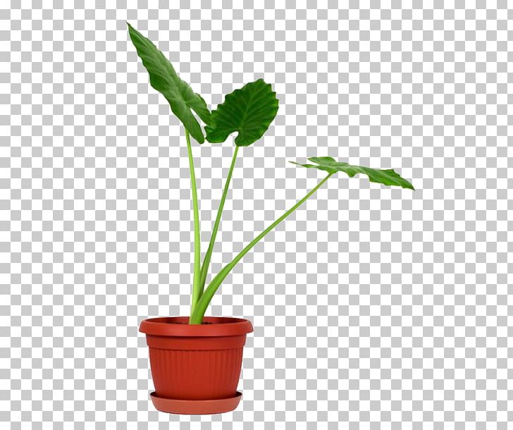 Giant Taro Plant Stem Flowerpot PNG, Clipart, Alocasia, Cactaceae, Fig Trees, Flower, Flowerpot Free PNG Download
