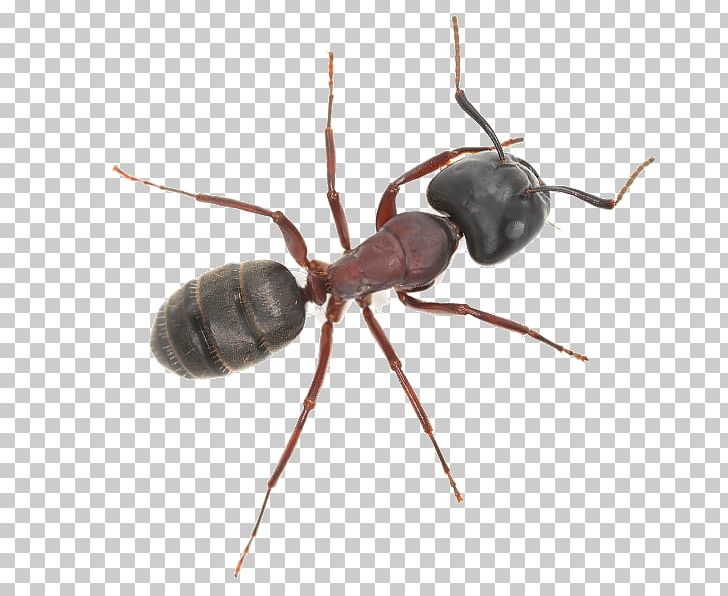 K2 Insect Anthony McPartlin PNG, Clipart, Animals, Ant, Anthony Mcpartlin, Arthropod, Insect Free PNG Download