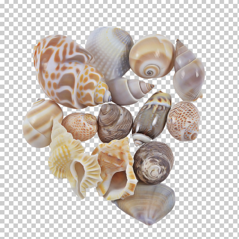 Shell Beige Rock Natural Material Bead PNG, Clipart, Bead, Beige, Natural Material, Rock, Shell Free PNG Download