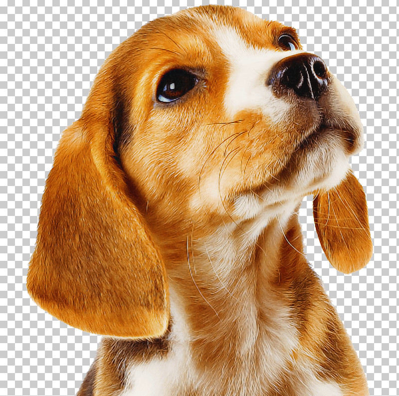 Dog Beagle Companion Dog Snout Nose PNG, Clipart, American Foxhound, Artois Hound, Beagle, Beagleharrier, Cocker Spaniel Free PNG Download