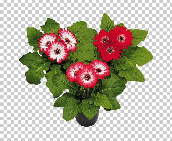 Floral Design Cut Flowers Transvaal Daisy Flower Bouquet PNG, Clipart, Annual Plant, Cut Flowers, Floral Design, Floristry, Flower Free PNG Download