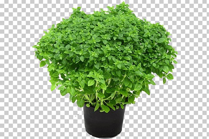 Holy Basil Plant Herb Garden Oregano PNG, Clipart, Basil, Butterfly Gardening, Fertilisers, Flowerpot, Food Drinks Free PNG Download