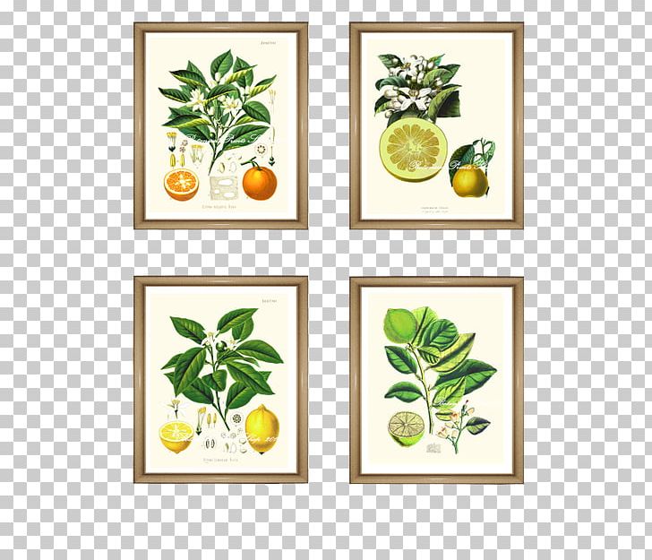 Paper Lemon Orange Lime Printing PNG, Clipart, Art, Bitter Orange, Botany, Branch, Citrus Free PNG Download