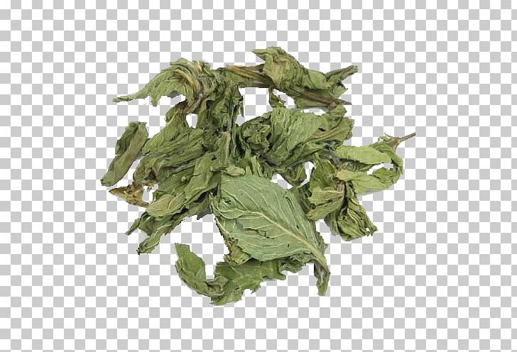 Tea China Mentha Spicata Peppermint Herb PNG, Clipart, Can, China, Cosmetology, Disease, Fall Leaves Free PNG Download