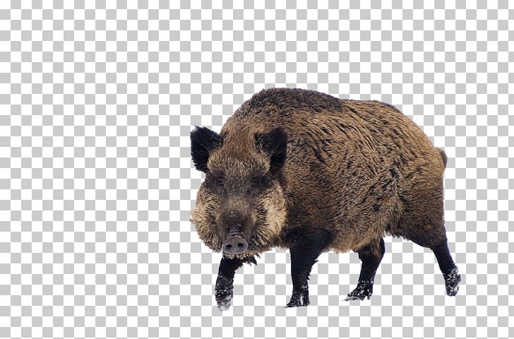 Wild Boar Game Cat S60 PNG, Clipart, Animal, Animals, Boar, Computer Icons, Ecology Free PNG Download