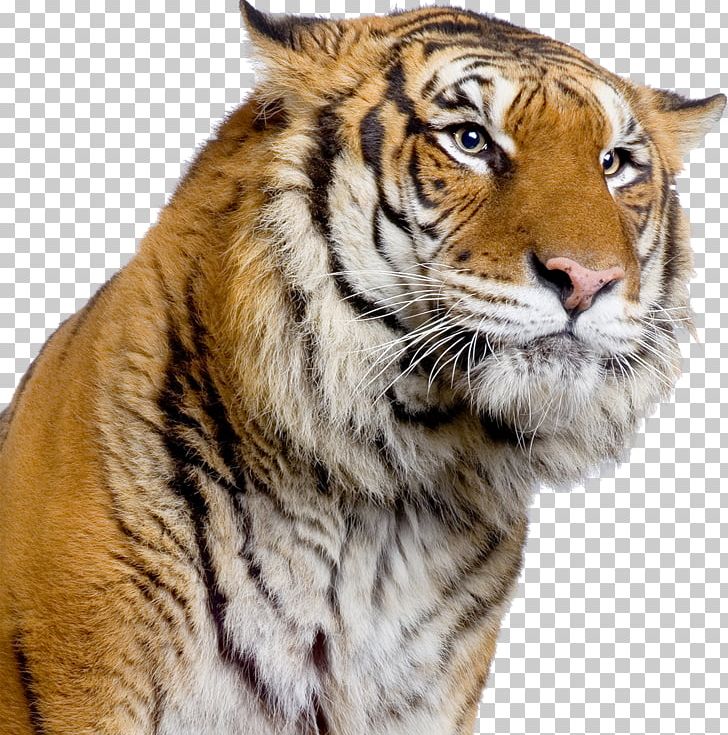 Amazing Animals: Tigers Tigers Of The World: The Science PNG, Clipart, Abebooks, Amazoncom, Animal, Animals, Big Cat Free PNG Download