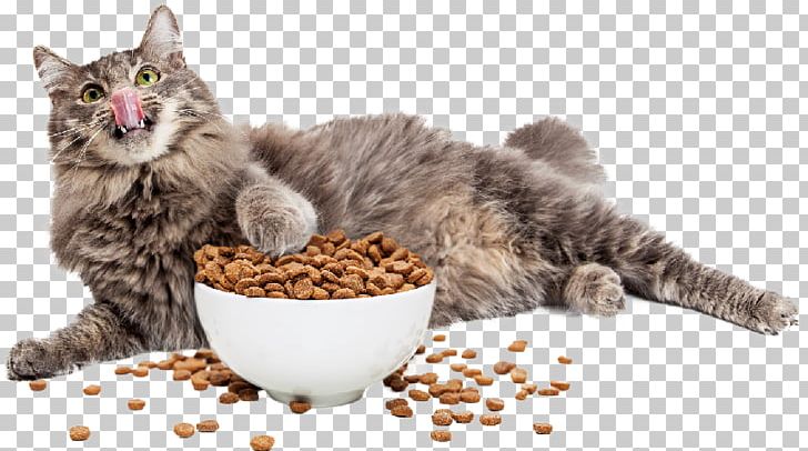 Cat Food Kitten Dog Pet PNG, Clipart, Animals, Bowl, Carnivoran, Cat, Cat Behavior Free PNG Download