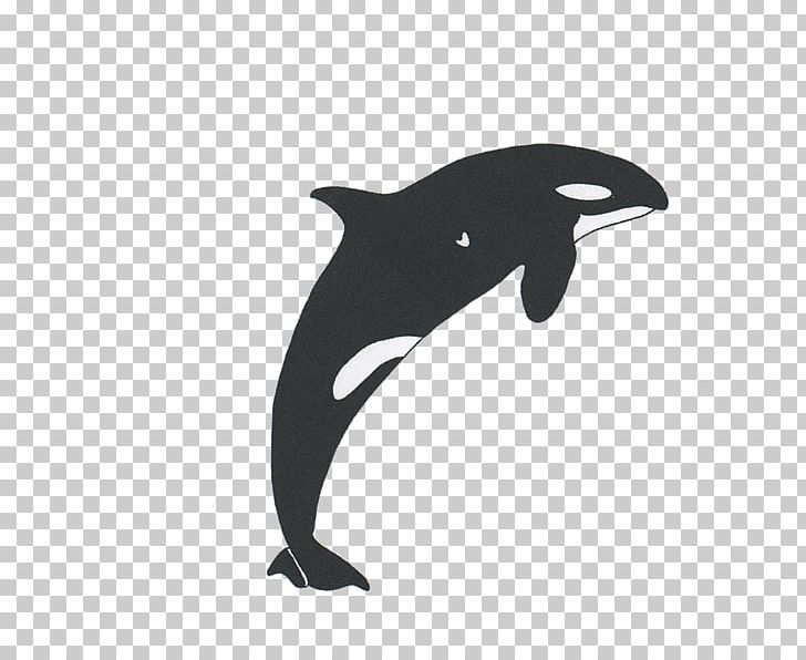 Dolphin Font PNG, Clipart, Beak, Black, Black M, Bleeding Gums, Bleeding Gums Cartoon Free PNG Download