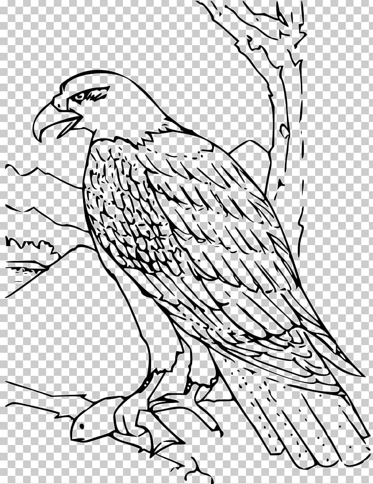 Bald Eagle Coloring Book Golden Eagle PNG, Clipart, Animal, Art, Bald Eagle, Beak, Bird Free PNG Download