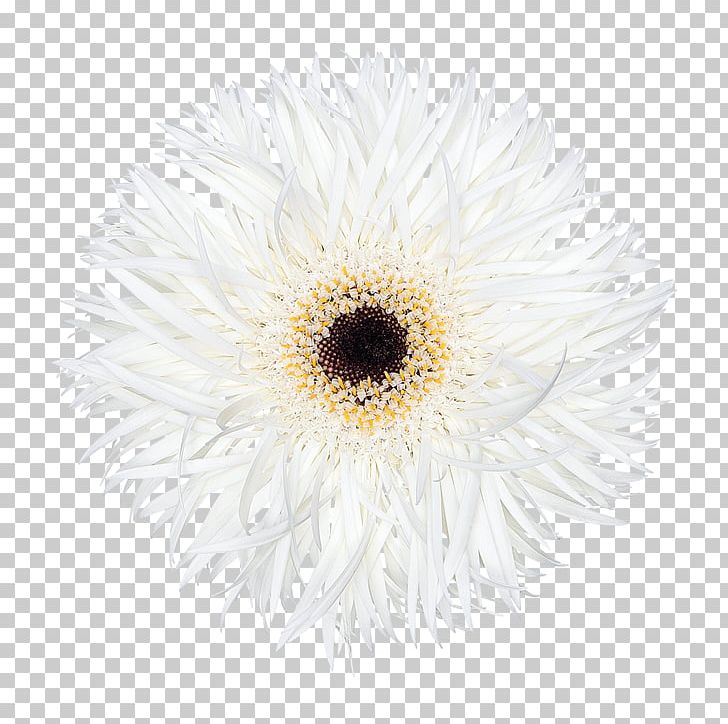 Chrysanthemum Transvaal Daisy Oxeye Daisy Cut Flowers Daisy Family PNG, Clipart, Black And White, Chrysanthemum, Chrysanths, Closeup, Cut Flowers Free PNG Download