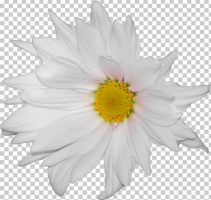Common Daisy Flower German Chamomile PNG, Clipart, Anthemis, Chamomile, Chrysanths, Common Daisy, Cut Flowers Free PNG Download
