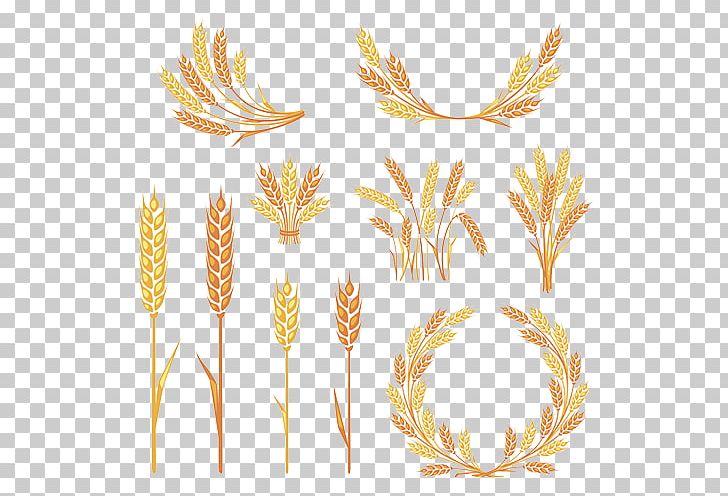 Ear PNG, Clipart, Cereal, Commodity, Encapsulated Postscript, Euclidean Vector, Flowering Plant Free PNG Download