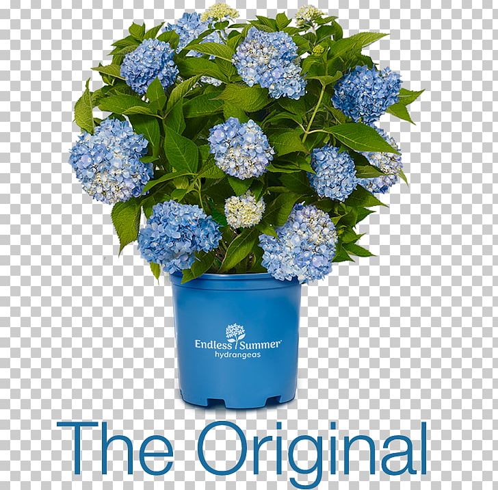 French Hydrangea Flower Shrub Shade Garden PNG, Clipart, Annual Plant, Artificial Flower, Blue, Borage Family, Container Garden Free PNG Download