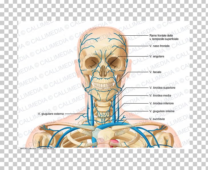 Internal Jugular Vein Head And Neck Anatomy PNG, Clipart, Anatomy, Arm, Artery, Bone, Circulatory System Free PNG Download