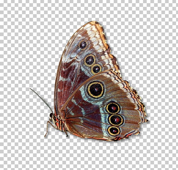 Brush-footed Butterflies Butterfly Moth PNG, Clipart, Arthropod, Brush Footed Butterfly, Butterfly, Insect, Invertebrate Free PNG Download