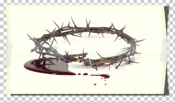 Crown Of Thorns Thorns PNG, Clipart, Antler, Blood, Blood Of Christ, Crown, Crown Of Thorns Free PNG Download