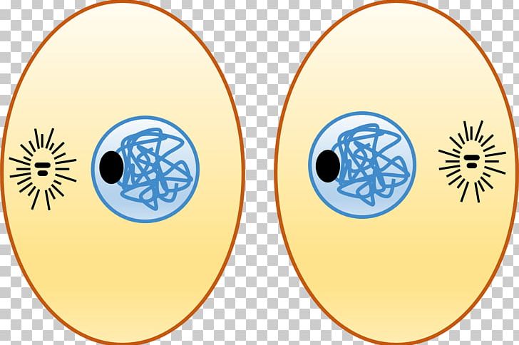 Cytokinesis Cell Interphase PNG, Clipart, Anaphase, Area, Blood Cell, Cell, Cell Cycle Free PNG Download