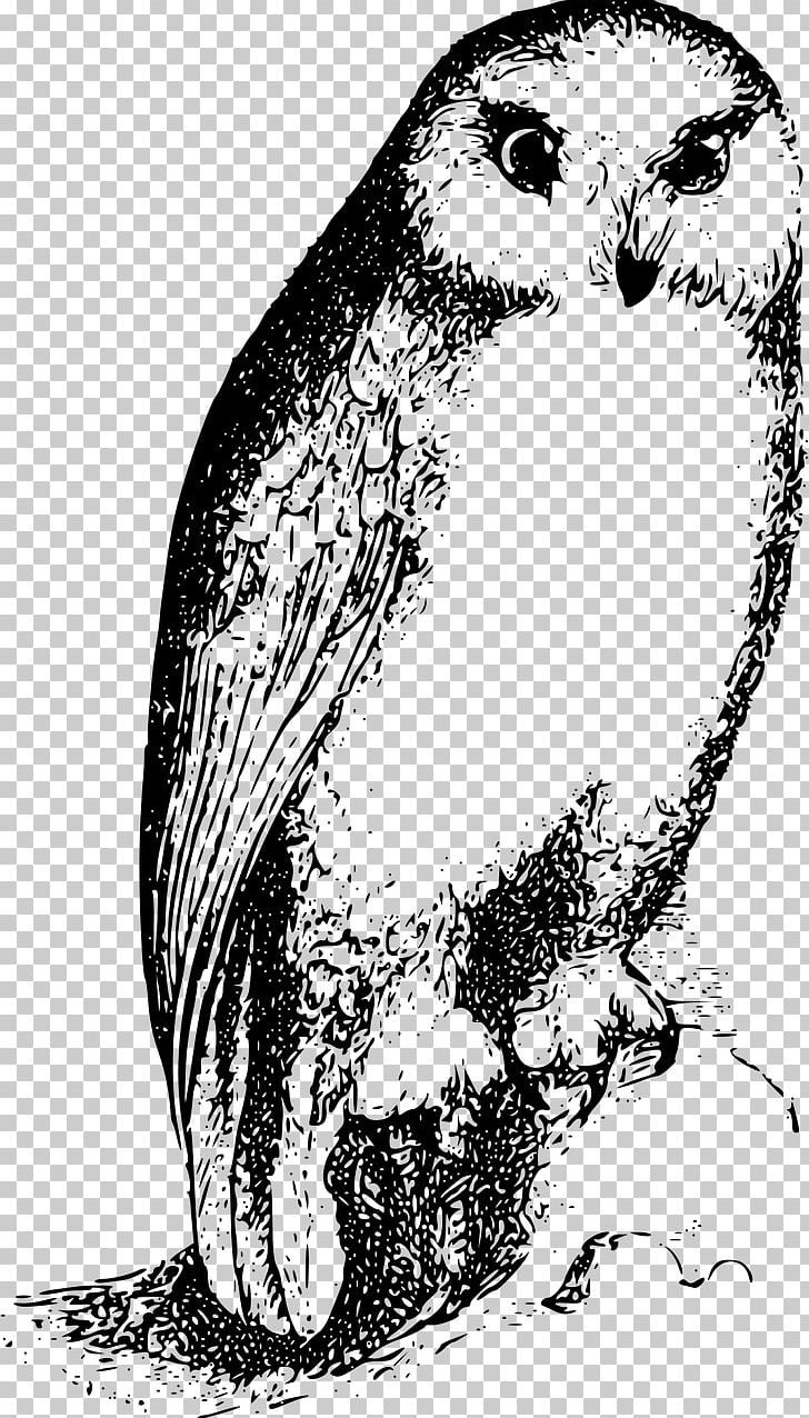 Bird Of Prey Owl Drawing Beak PNG, Clipart, Animals, Art, Bird, Black And White, Face Free PNG Download