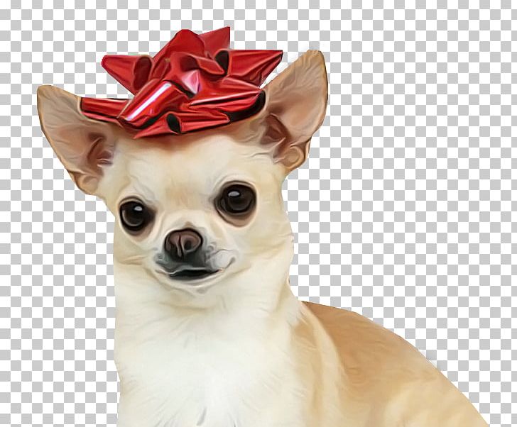 Chihuahua Puppy Dog Breed Pet Canidae PNG, Clipart, Animal, Animals, Breed Group Dog, Canidae, Carnivora Free PNG Download