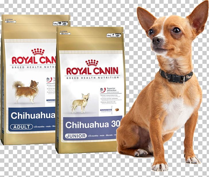 Dog Breed Chihuahua Puppy Cat Yorkshire Terrier PNG, Clipart, Animals, Breed, Carnivoran, Cat, Chihuahua Free PNG Download