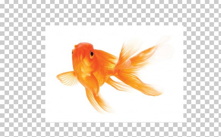 Koi Care For Your Goldfish Siamese Fighting Fish PNG, Clipart, Advertising, Animals, Aquarium, Bony Fish, Bowl Free PNG Download