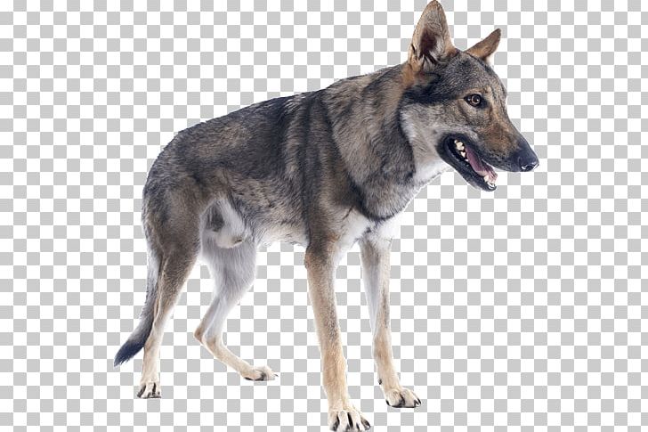 Czechoslovakian Wolfdog Saarloos Wolfdog Kunming Wolfdog Tamaskan Dog Siberian Husky PNG, Clipart, Carnivoran, Coyote, Czechoslovakia, Dog, Dog Agility Free PNG Download