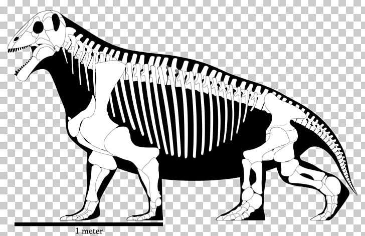 Moschops Skeleton Permian Animal Tapinocephalia PNG, Clipart, Animal, Artwork, Capitanian, Carnivoran, Dinocephalia Free PNG Download