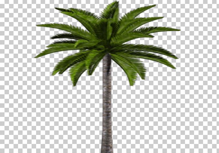 Asian Palmyra Palm Coconut Date Palm Leaf Flowerpot PNG, Clipart, Arecaceae, Arecales, Asian Palmyra Palm, Borassus, Borassus Flabellifer Free PNG Download