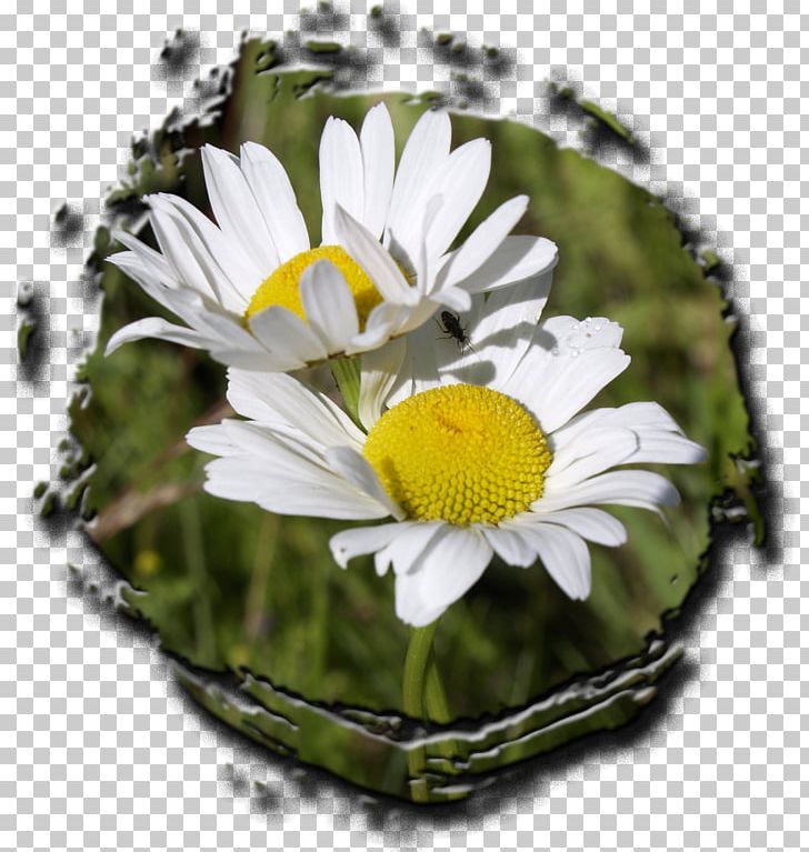 Common Daisy Chrysanthemum Plant Flower Oxeye Daisy PNG, Clipart, Annual Plant, Asteroideae, Botany, Chamomile, Chrysanthemum Free PNG Download
