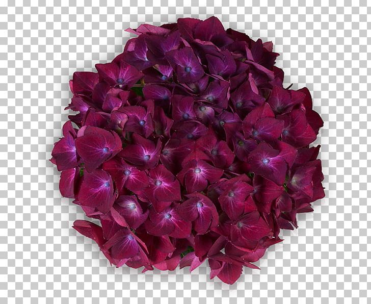 Violet Lilac Red Purple French Hydrangea PNG, Clipart, Cut Flowers, Email, Flower, French, French Hydrangea Free PNG Download