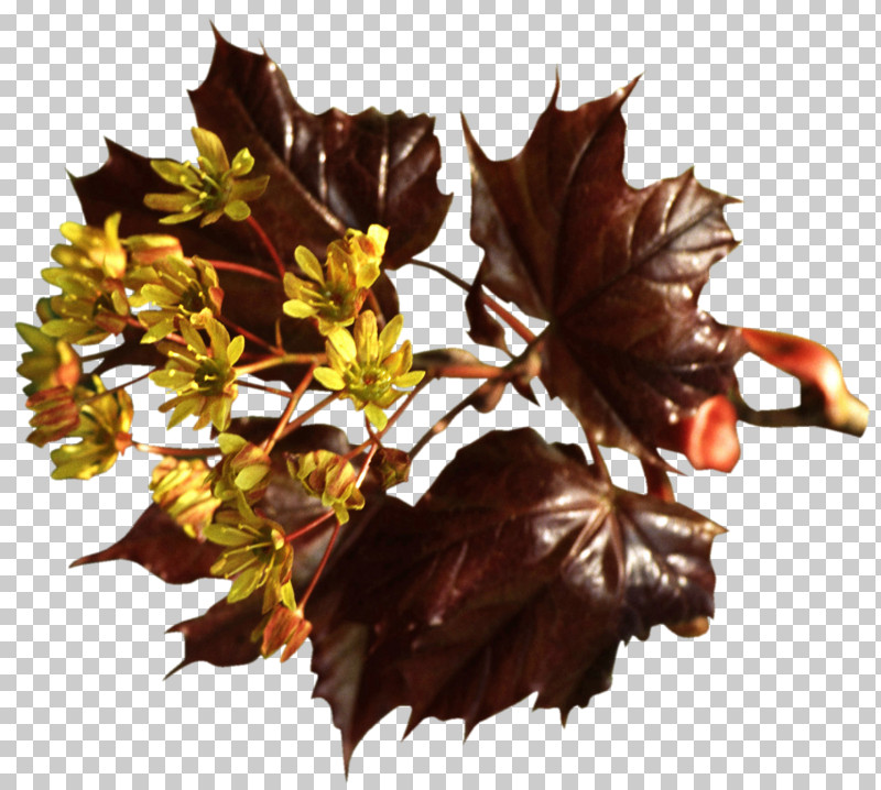 Maple Leaf PNG, Clipart, Autumn, Beech, Black Maple, Deciduous, Flower Free PNG Download