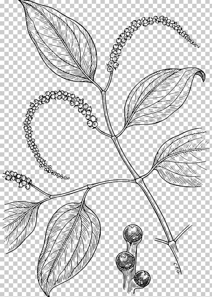 Black Pepper Drawing Condiment PNG, Clipart, Artwork, Black And White, Botanical Illustration, Branch, Capsicum Annuum Free PNG Download