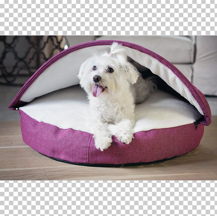Bolster Bread Pan Dog Breed Maltese Dog Bed PNG, Clipart, B C, Bed, Behance, Bolster, Bread Pan Free PNG Download