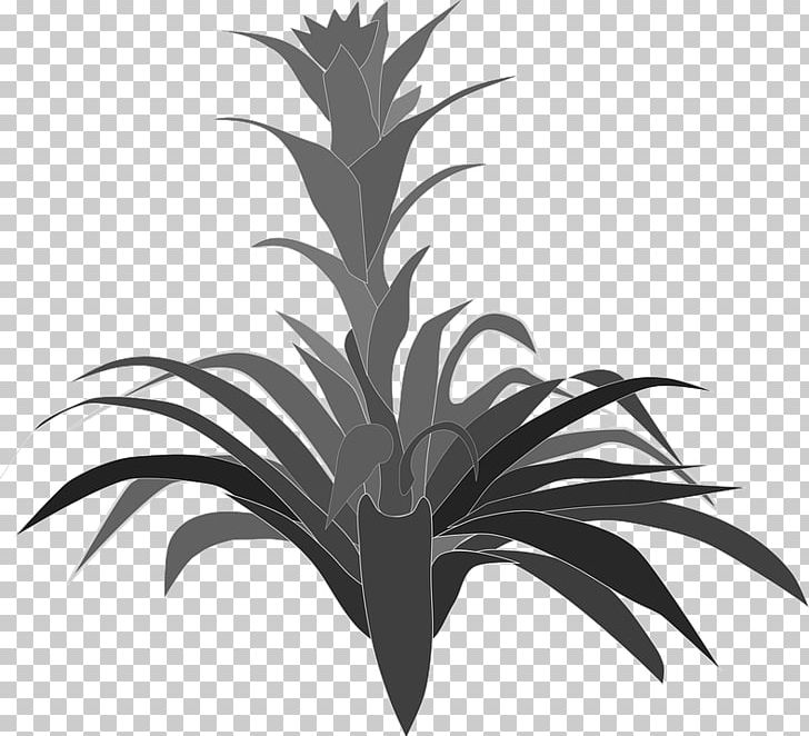 Bromelia PNG, Clipart, Aechmea, Arecaceae, Arecales, Black And White, Bromelia Free PNG Download