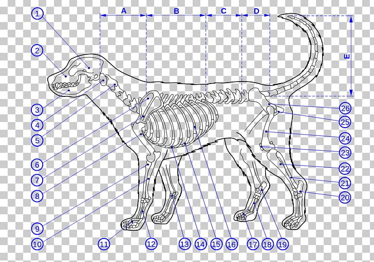Dog Human Skeleton Bone Anatomy PNG, Clipart, Anatomy, Angle, Animals, Area, Artwork Free PNG Download