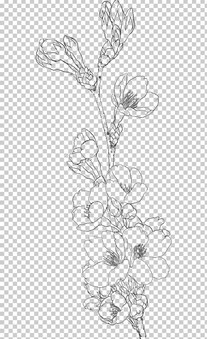 Drawing Coloring Book Line Art PNG, Clipart, Art, Blossom, Branch, Cherry Blossom, Coloring Book Free PNG Download